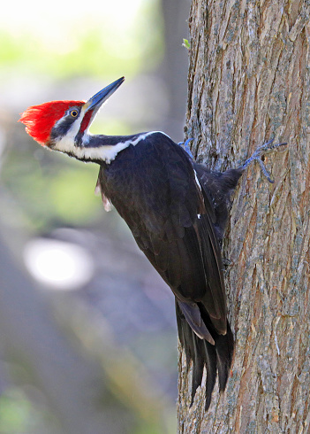 Downy woodpeckers in a National Park.