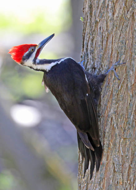 Pileated woodpecker portrait sitting on a tree trunk into the forest, Quebec, Canada Pileated woodpecker portrait sitting on a tree trunk into the forest, Quebec, Canada pileated woodpecker stock pictures, royalty-free photos & images