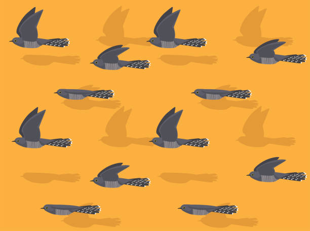 Animal Animation Sequence Common Cuckoo Flying Cartoon Vector Seamless Wallpaper 5/23/2021 common cuckoo stock illustrations