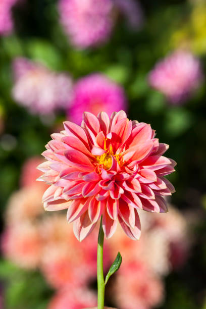 istock beautiful red and pink flowers 1319379039