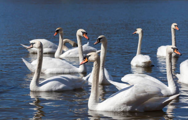 istock group of swans in spring 1319379060