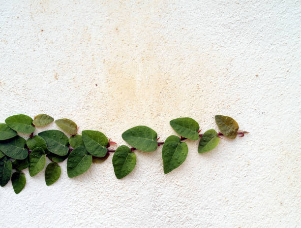 istock plants Ivy growing on white concrete wall 1319380017