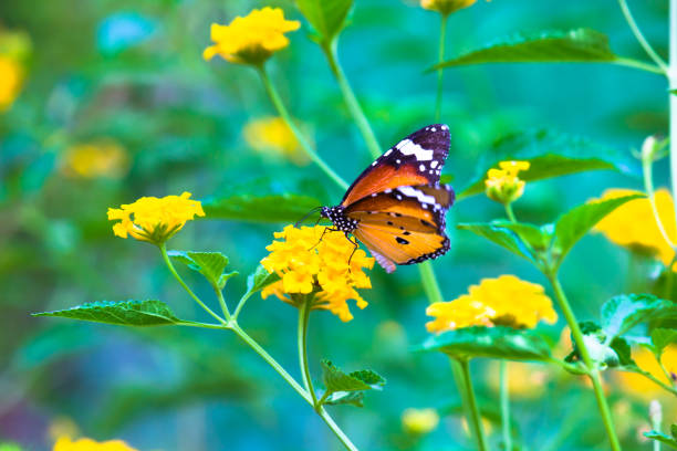 istock Danaus chrysippus, also known as the plain tiger, African queen, or African monarch, Danainae,  is a medium-sized butterfly widespread in Asia, macro shots, butterfly garden. 1319381376