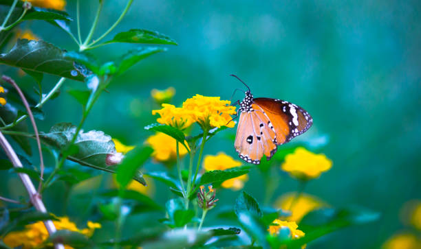 istock A beautiful Butterfly feeding on the flower plants 1319381402