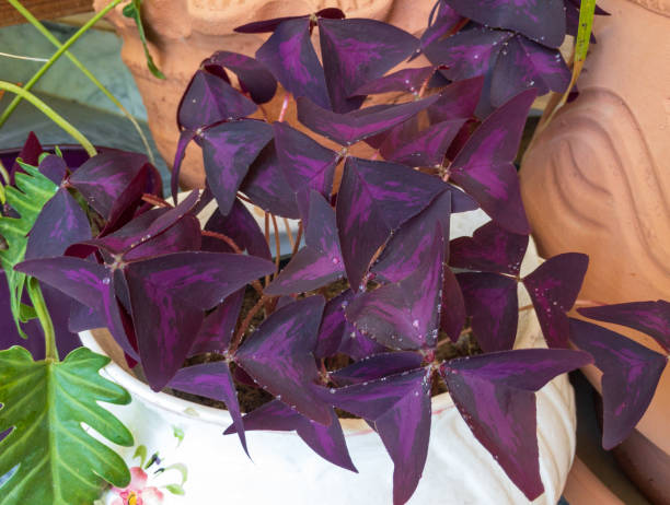Purple shamrock Oxalis triangularis plant in a decorative planter Purple shamrock Oxalis triangularis plant in a decorative planter oxalis triangularis stock pictures, royalty-free photos & images