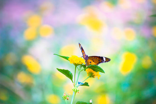 istock A beautiful Butterfly feeding on the flower plants 1319382251