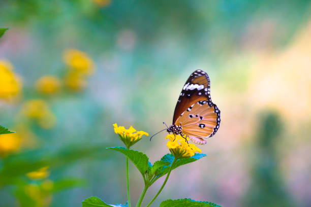 istock A beautiful Butterfly feeding on the flower plants 1319382260