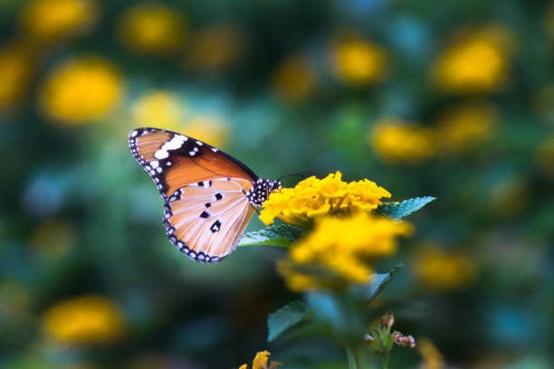 istock A beautiful Butterfly feeding on the flower plants 1319382278