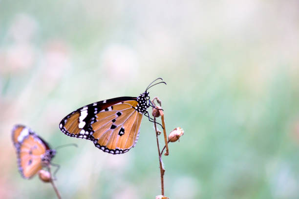 istock A beautiful Butterfly feeding on the flower plants 1319382296