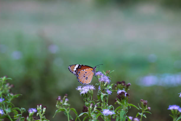 istock A beautiful Butterfly feeding on the flower plants 1319382468