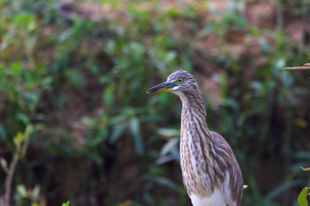 istock Pond Heron among the plants in natural environment looking into the camera 1319382538