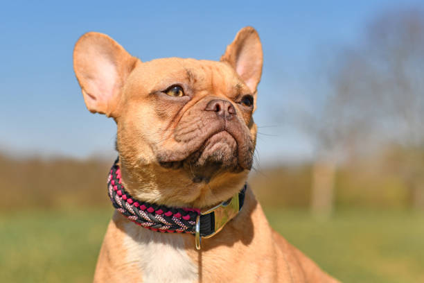 French Bulldog dog wearing a handmade paracord string collar
