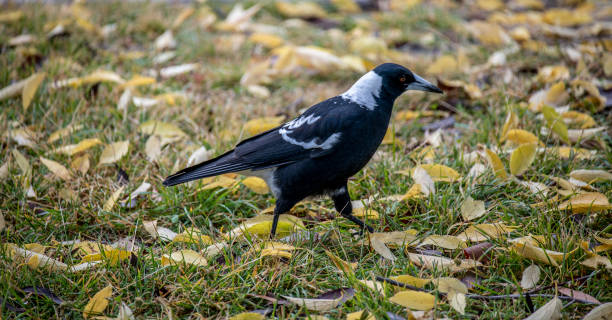 Australian Magpie in amongst autumn leaves.