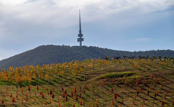 istock Lanscape with autumn leaved trees outside Canberra. 1319385636