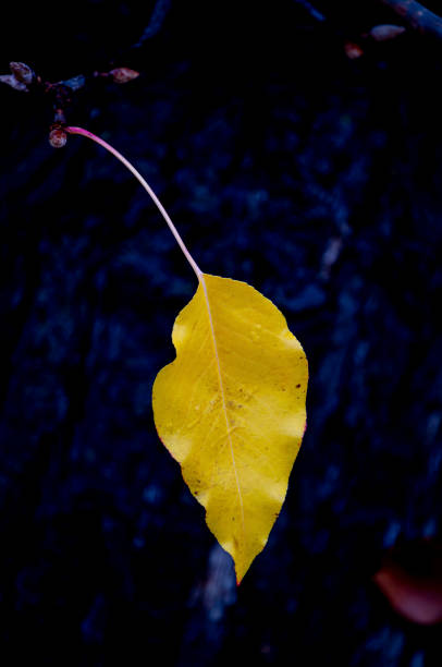 Autumn leaves..yellow.