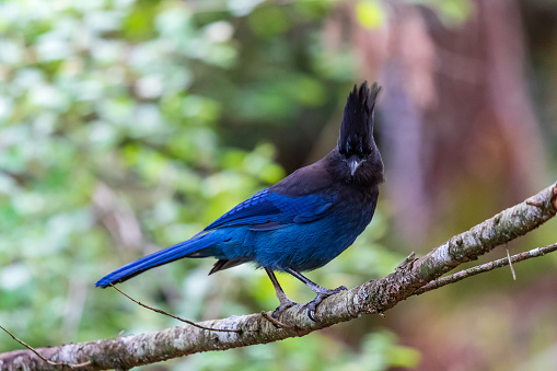 Stellar Jay perched on a tree branch.