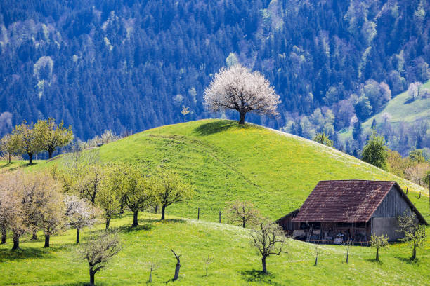 a blooming cherry tree stands over a dumlin hill top - drumlin imagens e fotografias de stock