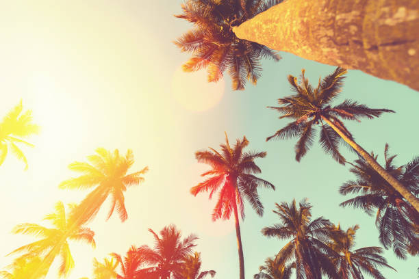istock Tropical palm tree with sun light on sunset sky and cloud abstract background. 1319388360