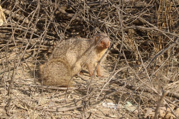 istock Grey mongoose spotted in forests of India 1319389185
