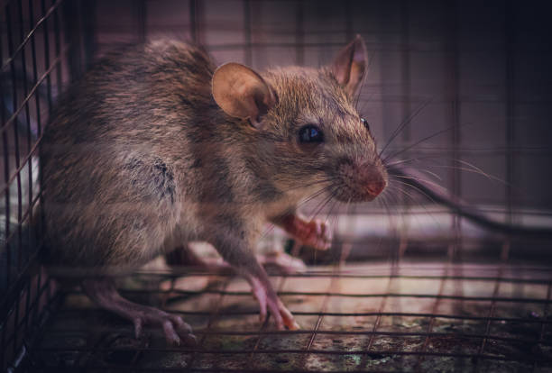 https://media.istockphoto.com/id/1319389750/photo/house-rat-trapped-inside-and-cornered-in-a-metal-mesh-mousetrap-cage-concept-of-fear-and-pest.jpg?s=612x612&w=0&k=20&c=O3syuRfApzcMo2wFXc9pner25_W7QjZusVuuv3DzC6o=