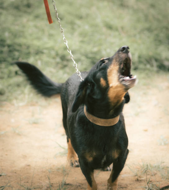 istock Dachshund dog demonstrate its barking skills. 1319389926