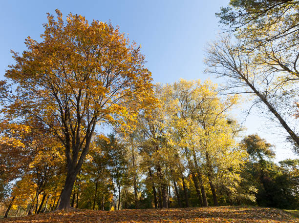 istock deciduous oak trees in the forest or in the Park 1319390558