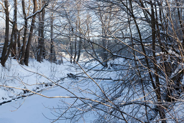 istock deciduous trees without foliage in the winter season 1319391245