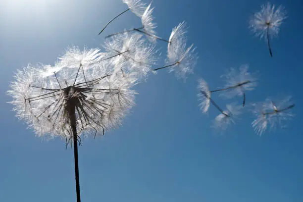dandelion blowing with a blue sky