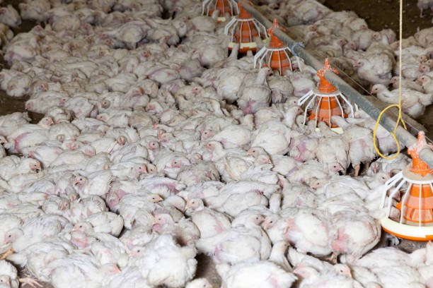 istock broiler breed of chicken 1319392847