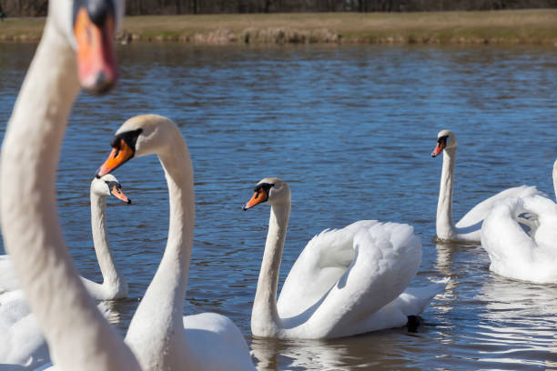 istock group of swans in spring 1319392892