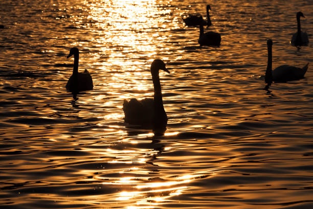 istock white Swan floating on the lake 1319393826