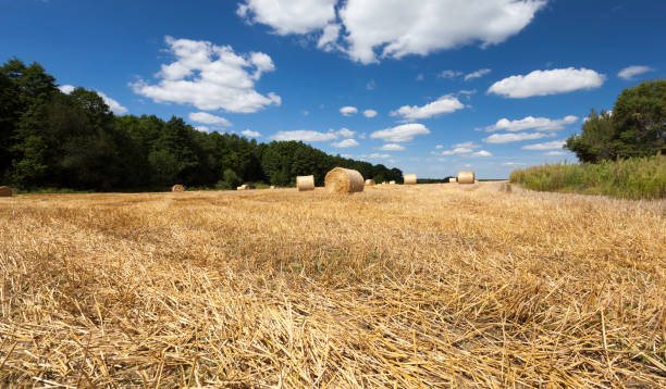 istock golden orange straw after wheat harvest, 1319393844