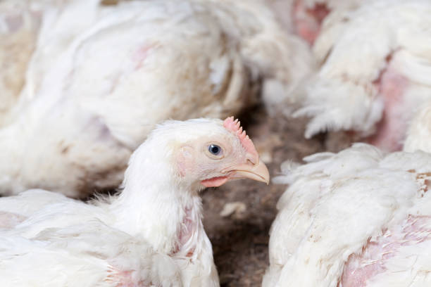 istock broiler breed of chicken 1319393884