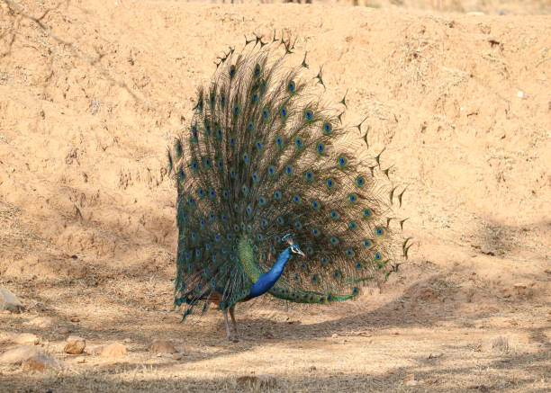 istock The Great Indian Peacock with open feathers. 1319395515