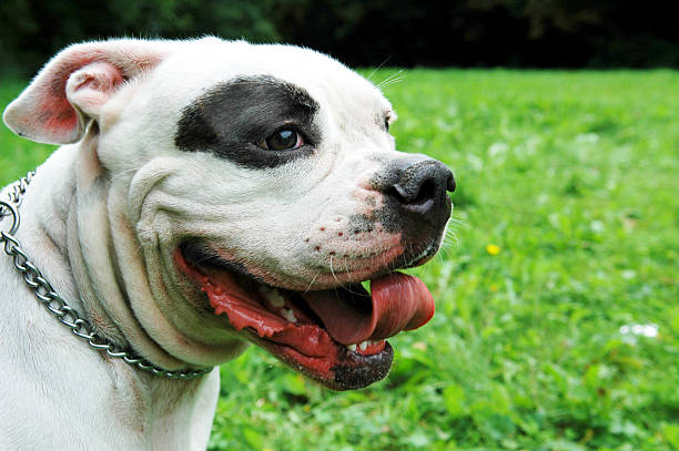 американский бульдог. собака стоя на траве - american bulldog стоковые фото и изображения