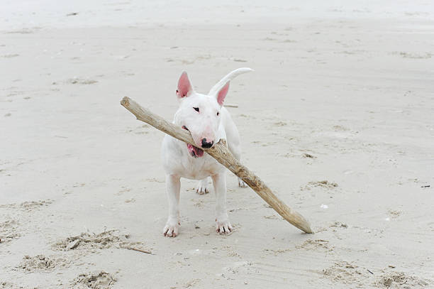 istock Bullterrier Playing on the beach sand with wooden branch 131939662