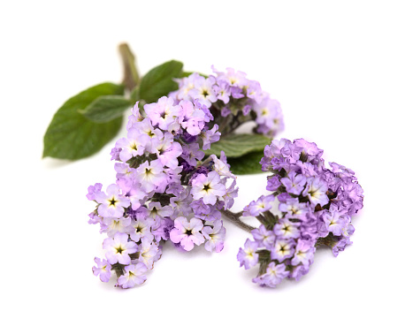 Light lilac heliotrope twig with a cluster of flowers  isolated on white background