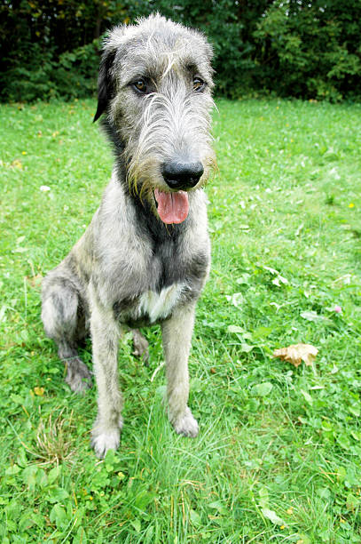 istock Irish Wolfhound dog sitting on the grass with open mouth 131939756