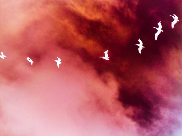 Negative of pelicans flying in a row
