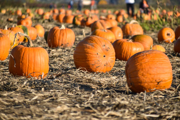istock Pumpkins in the farm 1319402773