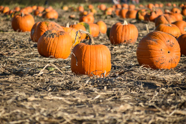 istock Pumpkins in the farm 1319402775