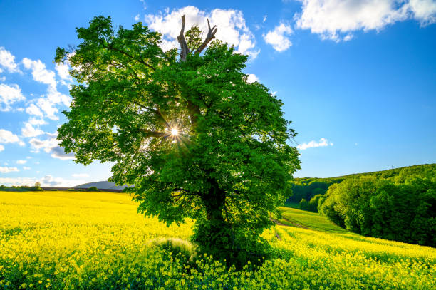 春の風景の中の太陽の光。 - oak tree tree grass hdr ストックフォトと画像