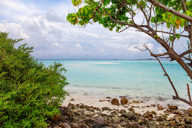 istock Maldive Islands Sand Beach and green palm foliage view 1319404076