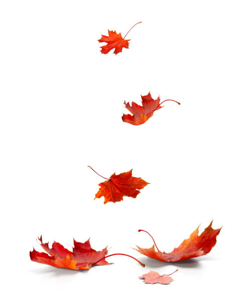 istock Isolated Autumn Leaves 1319404097
