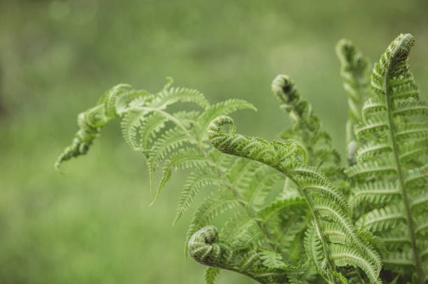 istock Green fresh fern leaf. Natural background 1319404804