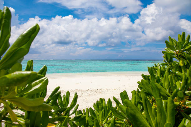 istock Foliage, Water and Beach Relax View on Maldive Coast 1319404967