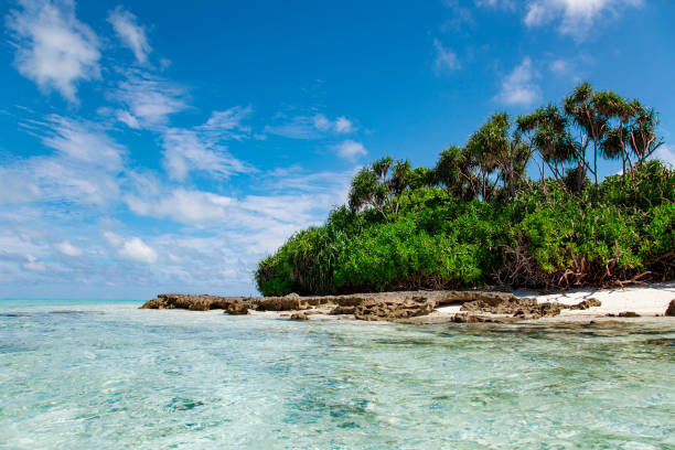 istock Maldive Islands Sand Beach and green palm foliage view 1319406240