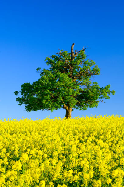 samotne drzewo w kwitnącej wiosennej przyrodzie. - oak tree tree grass hdr zdjęcia i obrazy z banku zdjęć