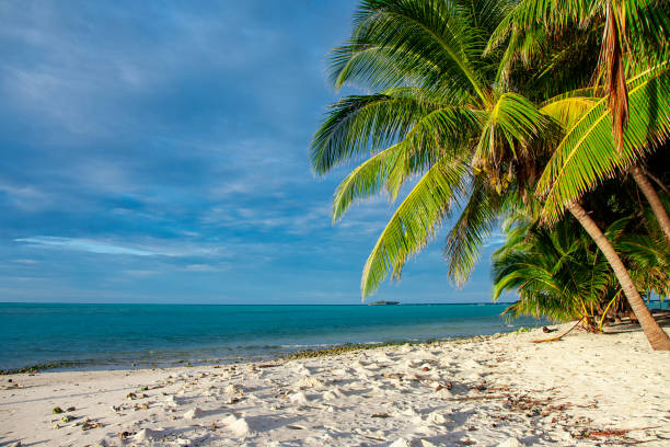 istock Evening Maldive island sunset beach and palm trees view 1319407117