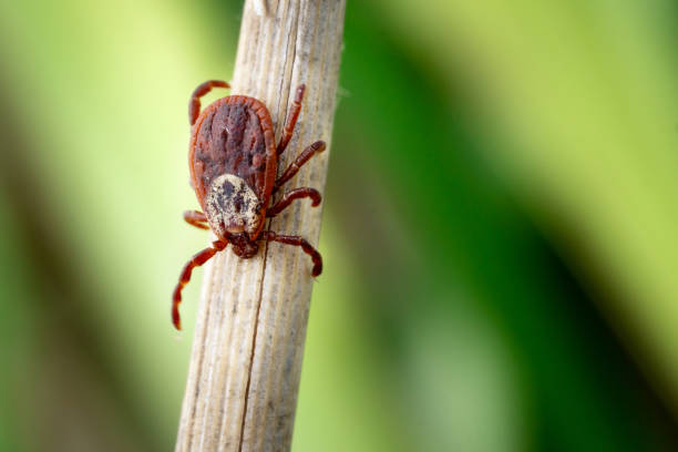 blutsaugende milbe sitzt auf einem trockenen gras im freien makro - holzbock stock-fotos und bilder